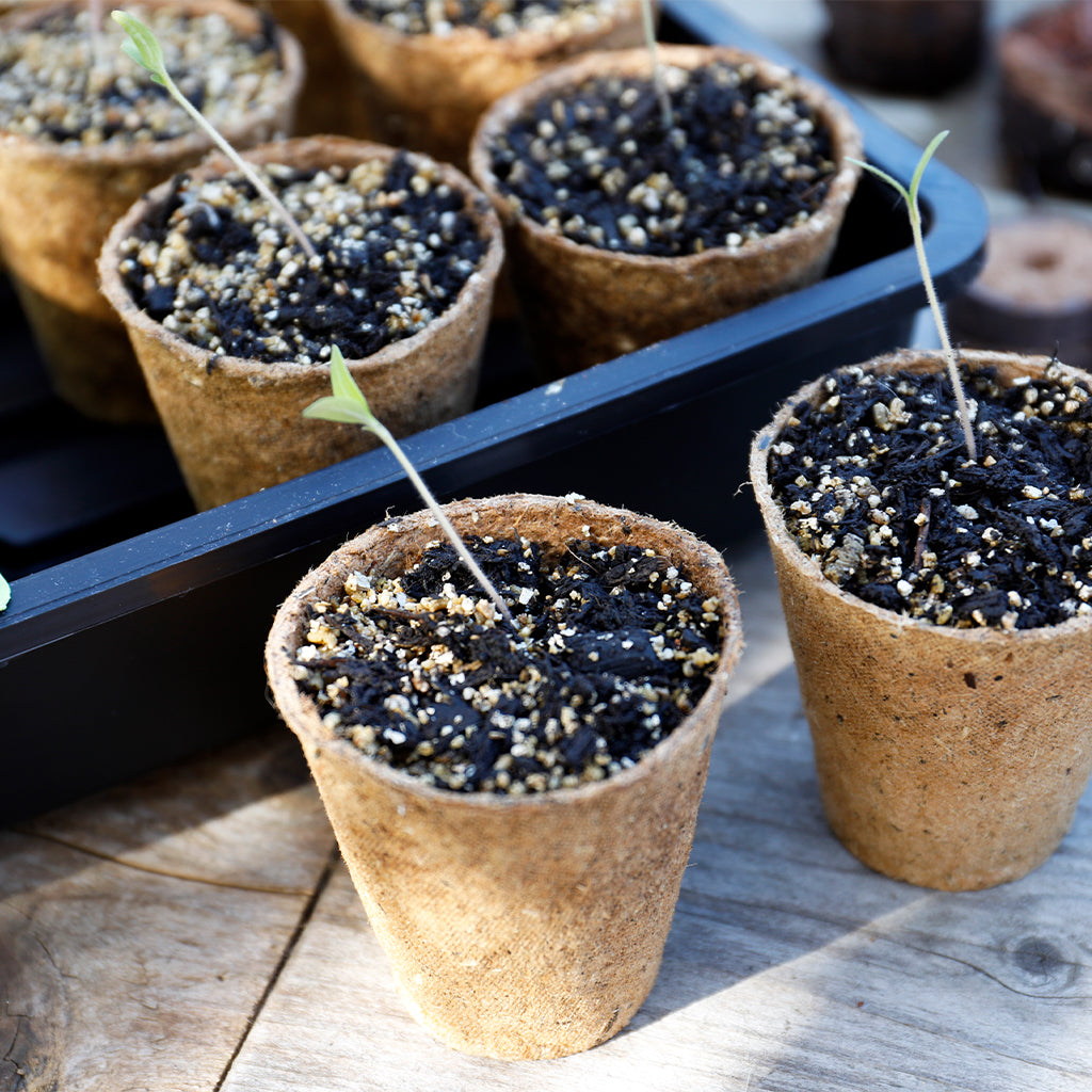 Biodegradeable Fibre Seed Cuttings Pots 6cm Round