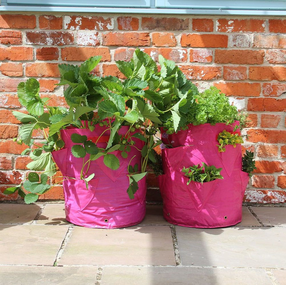 Strawberry Herb Patio Outdoor Planter