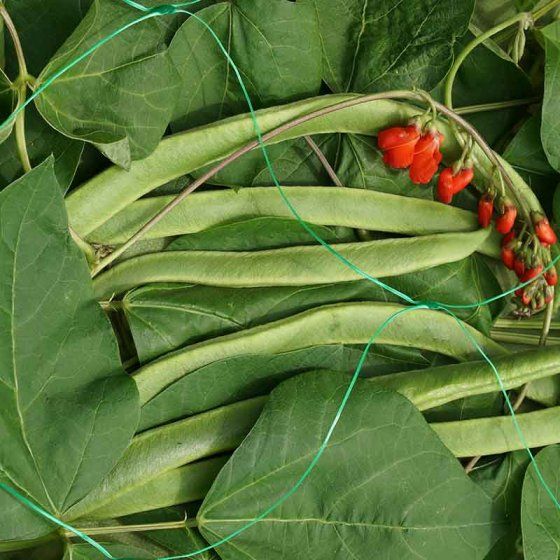 Smart Garden Pea & Bean Netting 150mm Mesh 10m X 2m